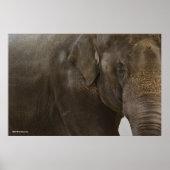 Poster Eléphant proche (Devant)