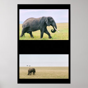 Poster Éléphant sur Mara