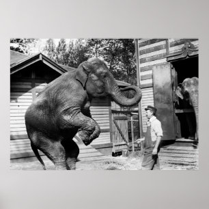 Poster Elephant Trick, années 1910