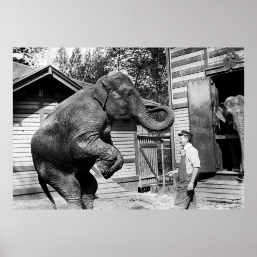 Poster Elephant Trick, années 1910 (Devant)