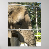 Poster Eléphant triste (Devant)