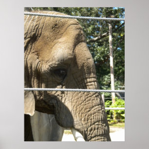 Poster Eléphant triste