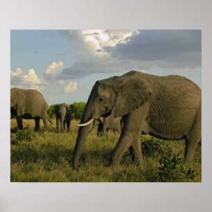 Poster Eléphants africains, Loxodonta africana,