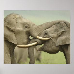 Poster Éléphants asiatiques indiens jouent à se battre