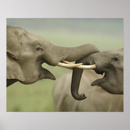 Poster Éléphants asiatiques indiens jouent à se battre (Devant)