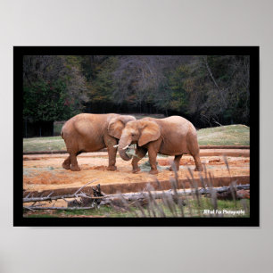Poster Éléphants d'Afrique