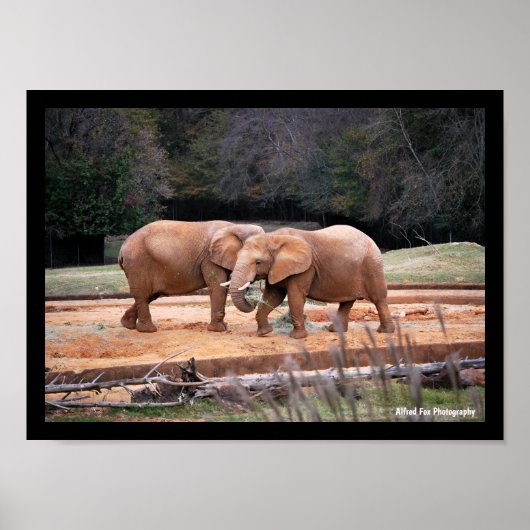 Poster Éléphants d'Afrique (Devant)