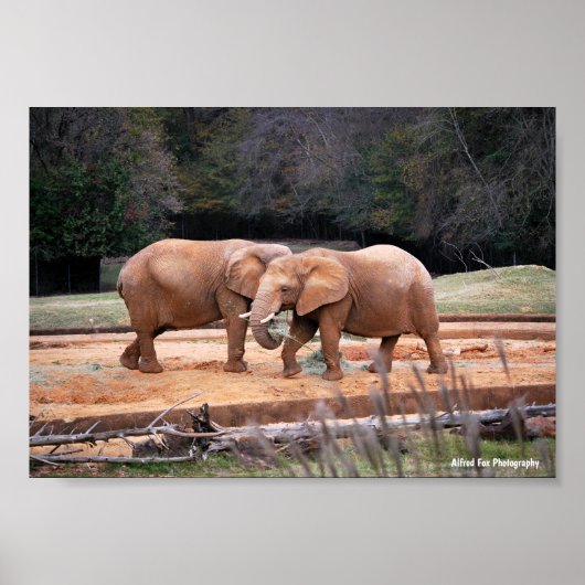 Poster Éléphants d'Afrique (Devant)
