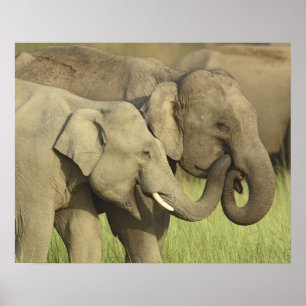 Poster Éléphants d'Asie indiens