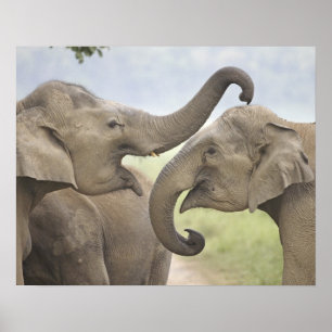 Poster Eléphants indiens / asiatiques jouent au combat, C