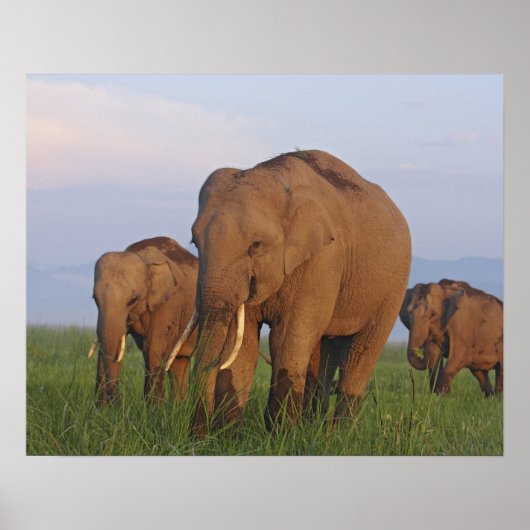 Poster Éléphants indiens dans la prairie (Devant)