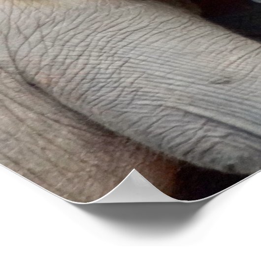 Poster Eléphants mère et fille (Coin)