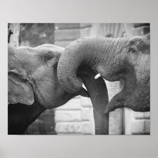 Poster Eléphants romantiques, noir et blanc (Devant)