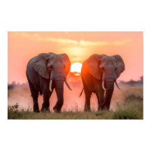 Elephants Walking in Sunset