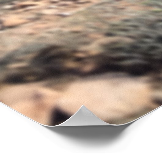 Poster Élevage Cheval bleu roan dans le désert Art Imprim (Coin)