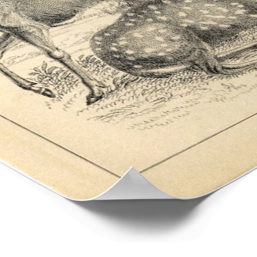 Poster Élevage zoologique classique - Cerf (Coin)