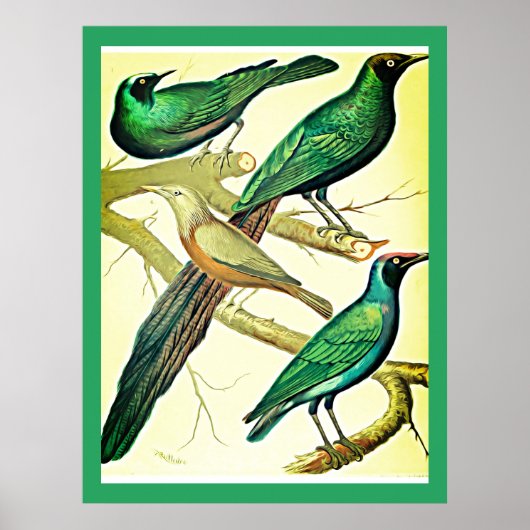 Poster Éleveurs vintages et mynas (Devant)