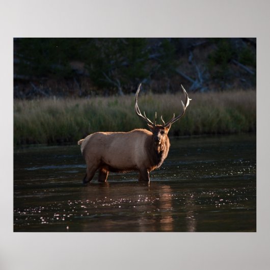 Poster Elk (Devant)