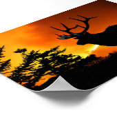 Poster Elk (Coin)