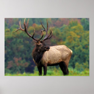 Poster Elk 19x13