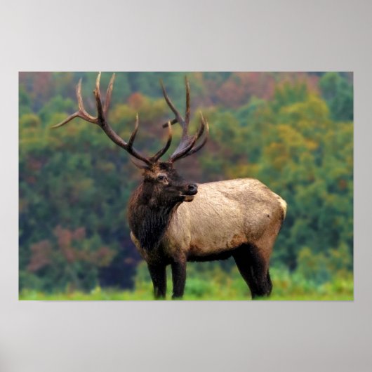 Poster Elk 19x13 (Devant)