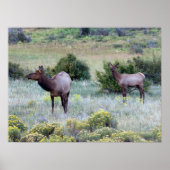 Poster Elk américain | Colorado (Devant)