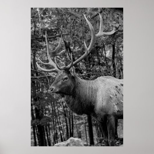 Poster Elk Black White Photo Moderne Cabine Rustique (Devant)