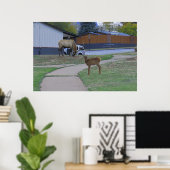 Poster Elk Bull et Calf (Bureau à domicile)