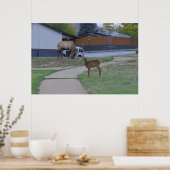 Poster Elk Bull et Calf (Cuisine)