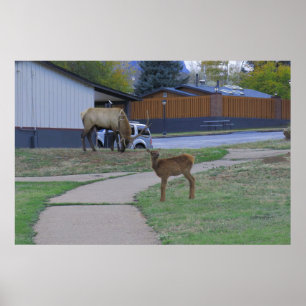 Poster Elk Bull et Calf