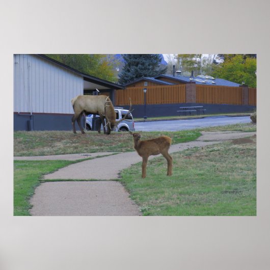 Poster Elk Bull et Calf (Devant)