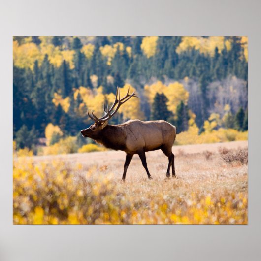 Poster Elk in Rocky Mountain National Park, Colorado (Devant)