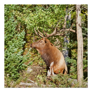 Poster Elk mâle dans le parc national des Rocheuses
