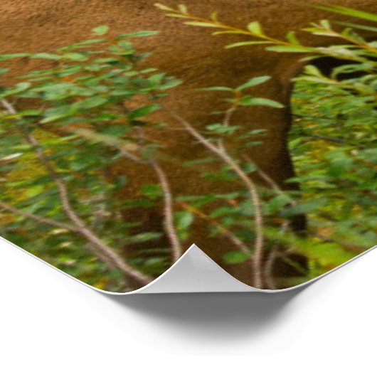 Poster Elk mâle | Parc national Banff, Alberta, Canada (Coin)