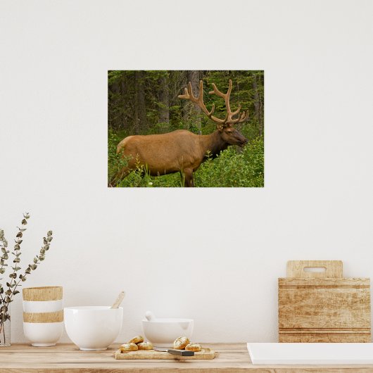 Poster Elk mâle | Parc national Banff, Alberta, Canada (Cuisine)