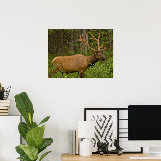 Poster Elk mâle | Parc national Banff, Alberta, Canada (Bureau à domicile)