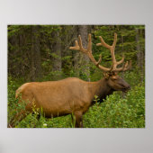 Poster Elk mâle | Parc national Banff, Alberta, Canada (Devant)