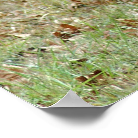 Poster Elk nord-américain (Coin)