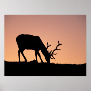Poster Elk Parc national des montagnes Rocheuses, Color
