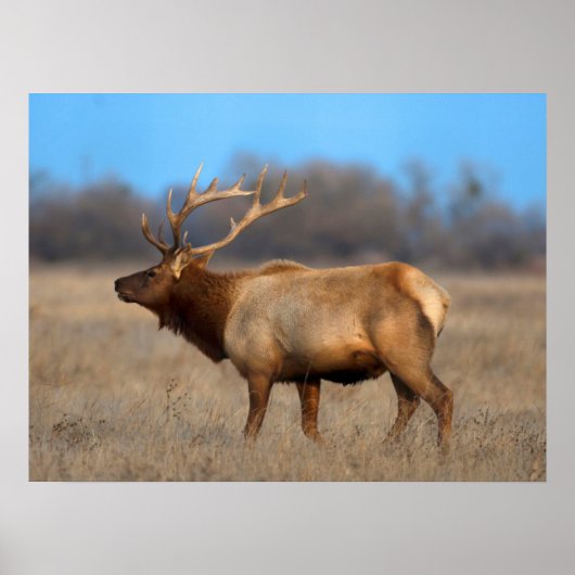 Poster Elk Profile in Autumn (Devant)