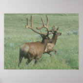 Poster Elk taureau E56 en velours (Devant)