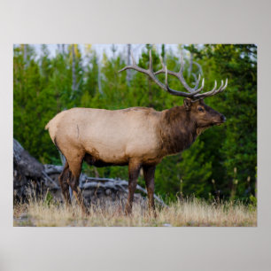 Poster Elk Yellowstone National Park, Wyoming
