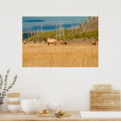 Poster Elks (Cuisine)