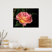 Poster Elle Hybrid Tea Rose 152 (Cuisine)