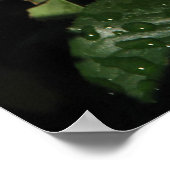 Poster Elle Hybrid Tea Rose 152 (Coin)