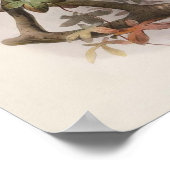 Poster Elliot - Paradisea sanguinea - Oiseau Rouge Du Par (Coin)