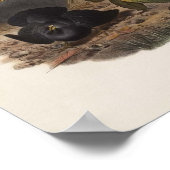 Poster Elliot - Ptilorhynchus violaceus -Satin Bower-bird (Coin)