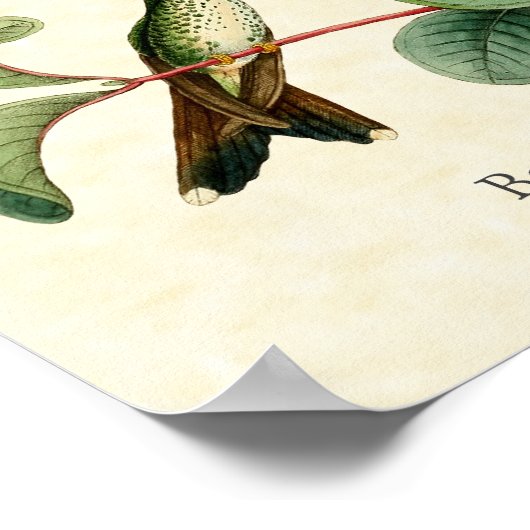 Poster Embarcadère en raquette Boîchet Hummingbirds (Coin)