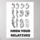 Poster Embryogenèse de l'évolution (Devant)
