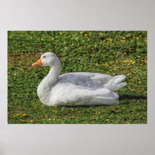 Poster Emden Goose, Roath Park Lake, Cardiff, Pays de Gal
